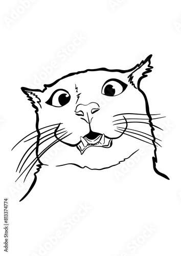 Shocked Cat face expression meme funny 