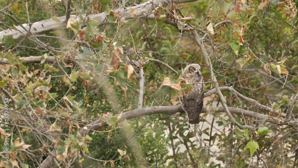 Young great horned owl (Bubo virginianus) or tiger owl hiding in a tree in the forest among the Californian hills. Young great horned owl (Bubo virginianus) or tiger owl hiding in a tree in the forest among the Californian hills.