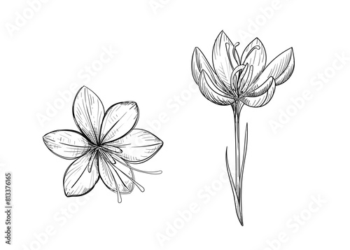 Hand drawn sketch black and white illustration of saffron flowers, crocus, leaf. Vector illustration. Elements in graphic style label, sticker, menu, package. Engraved style illustration.