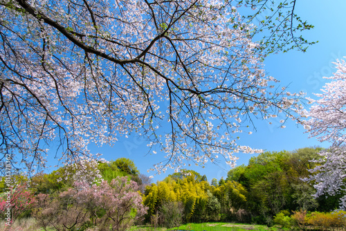 桜の木漏れ日