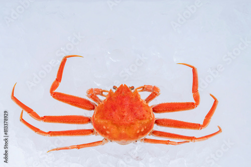 crab on ice. female snow crab. 氷の上のカニ。香箱ガニ（メスのズワイガニ）	 photo