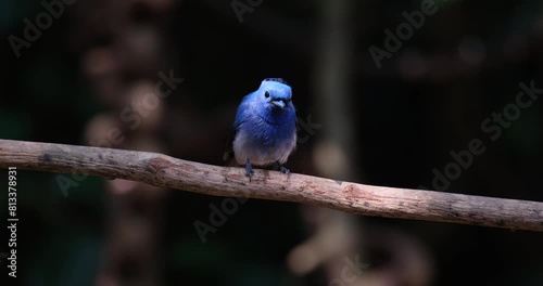 Looking towards the right while chirping as the camera zooms out, Black-naped Monarch Hypothymis azurea, Male, Thailand photo