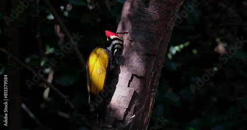 Exposed the ray of the morning sun coming in through the thick of the forest, Common Flameback Dinopium javanense, Male, Thailand photo