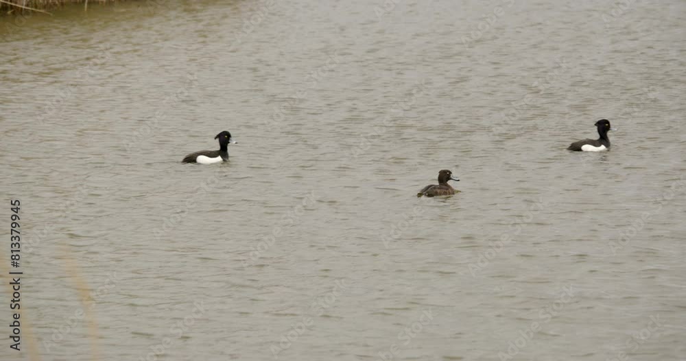 Flock of tufted ducks at Waters' Edge Country Park. Flock of tufted ducks at Waters' Edge Country Park.