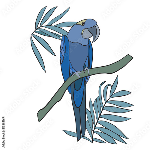 blue and yellow macaw