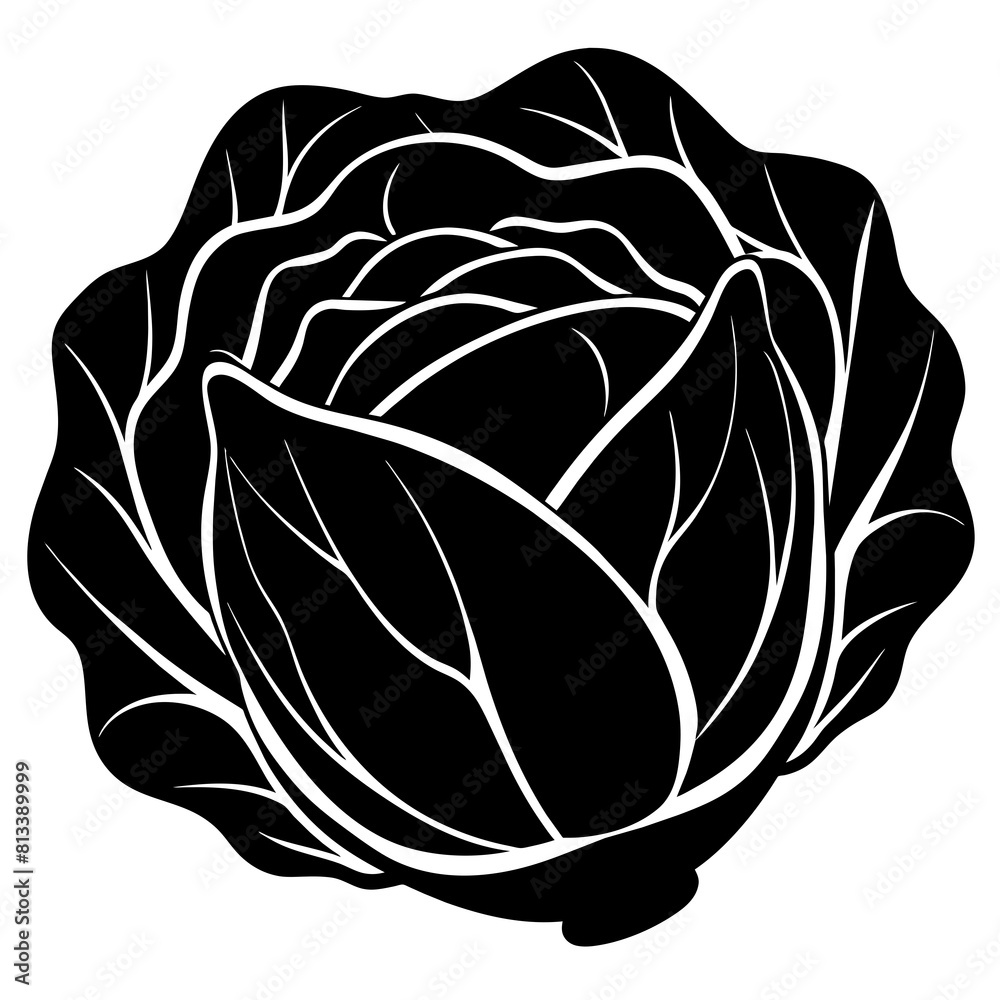 illustration of a cabbage illustration of a cabbage