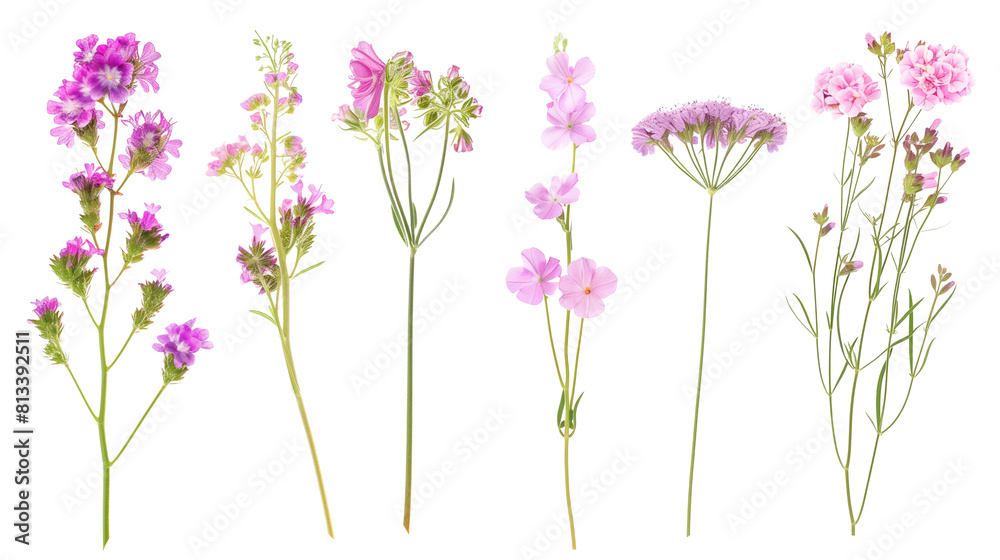 Obraz premium Set of coastal flowers including sea thrift, sand verbena, and beach morning glory, isolated on transparent background