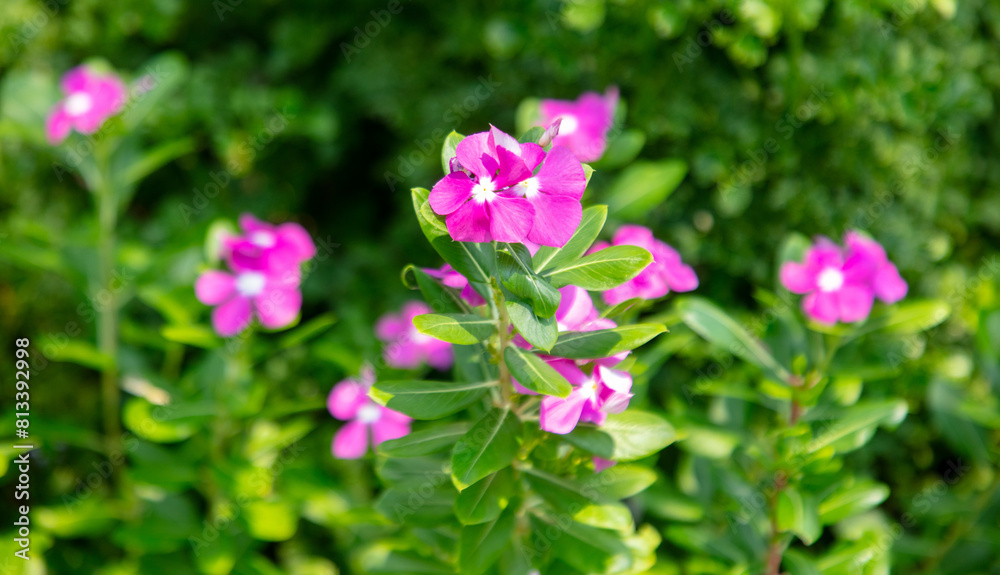 Beautiful purple flower in a tropical garden Beautiful purple flower in a tropical garden