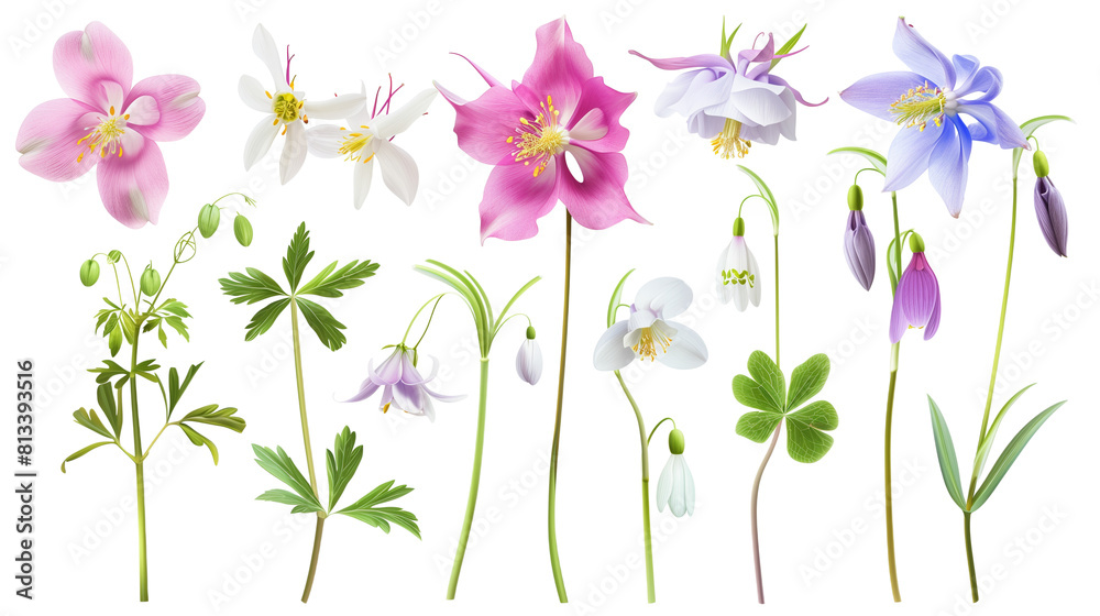Set of high altitude blooms including columbine, snowdrop, and mountain avens, isolated on transparent background Set of high altitude blooms including columbine, snowdrop, and mountain avens, isolated on transparent background
