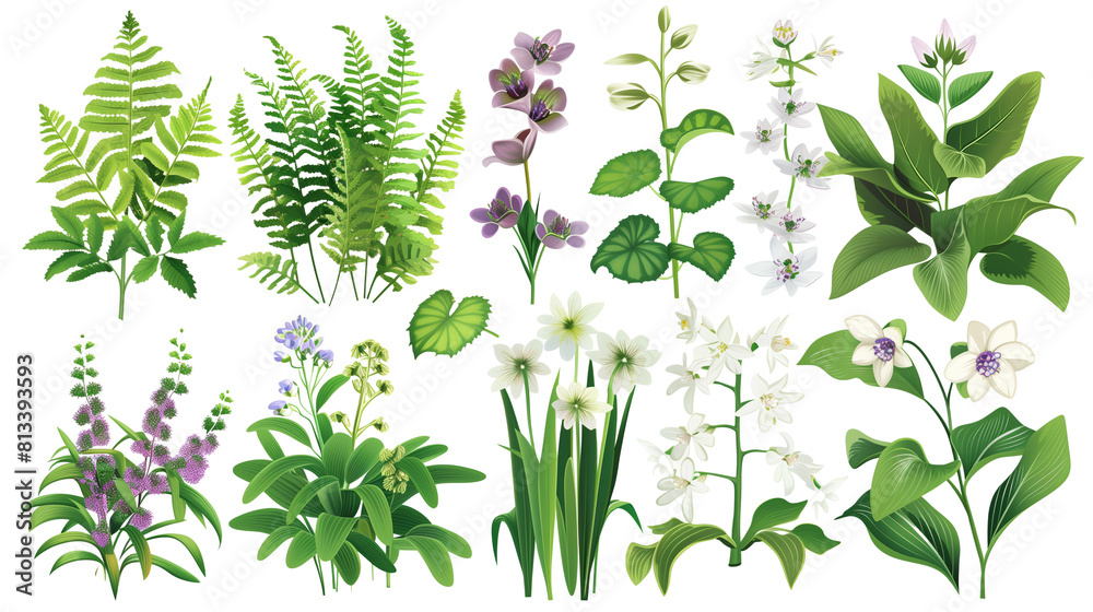 Set of shade garden blooms including ferns, hostas, and hellebores, isolated on transparent background Set of shade garden blooms including ferns, hostas, and hellebores, isolated on transparent background