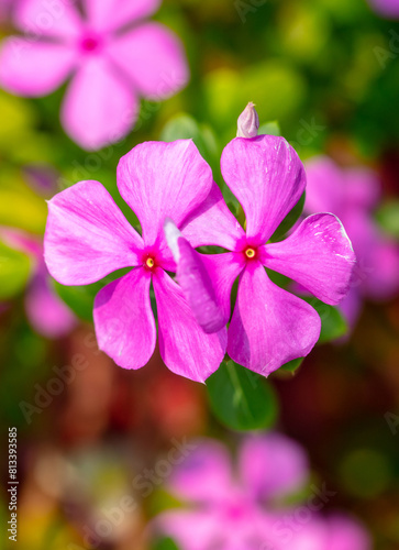 Beautiful purple flower in a tropical garden