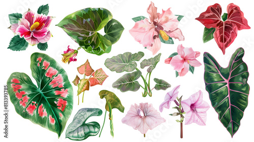 Set of flowers from the rainforest undergrowth including begonia, impatiens, and caladium photo