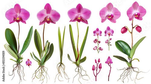 Set of orchid elements including orchid flowers  aerial roots  buds  and leaves