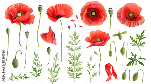 Set of poppy elements including poppy flowers  seed pods  petals  and leaves