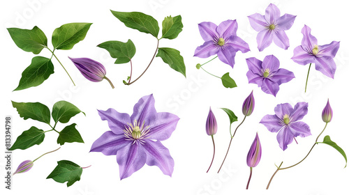 Set of clematis elements including clematis flowers, buds, petals, and leaves photo