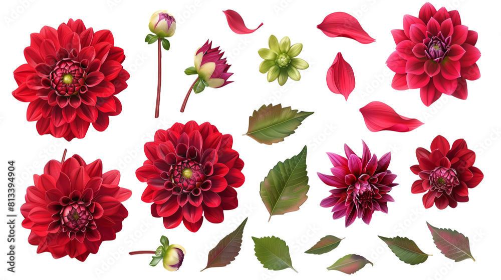 Set of dahlia elements including dahlia flowers, buds, petals, and leaves
