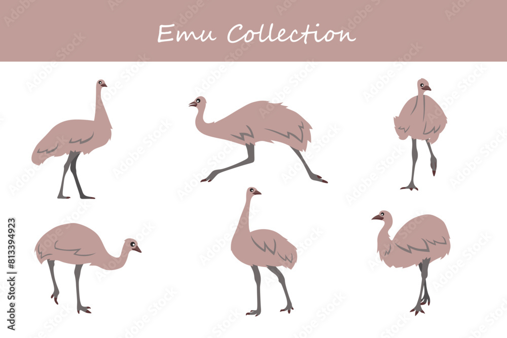 Obraz premium Emu collection. Emu in different poses. Vector illustration.