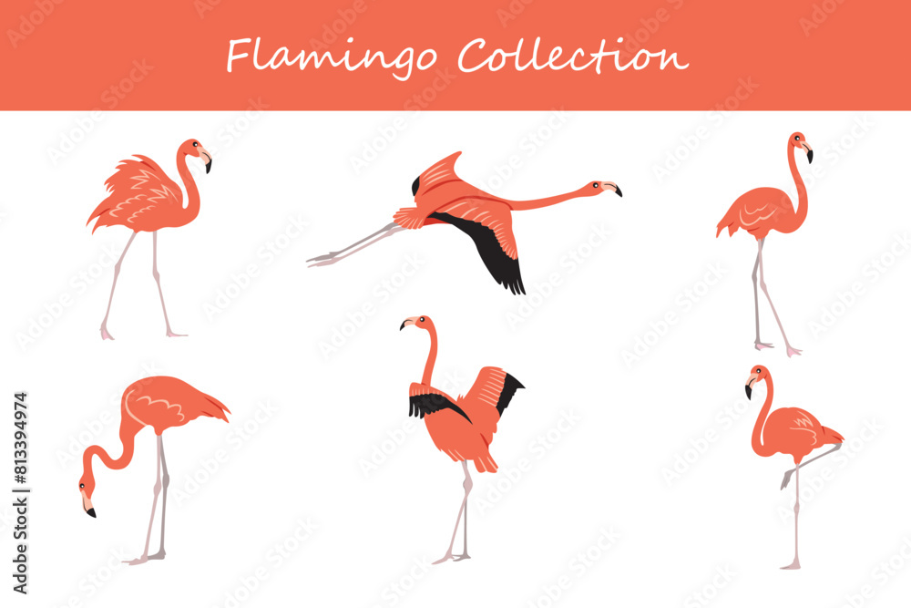 Fototapeta premium Flamingo collection. Flamingo in different poses. Vector illustration.