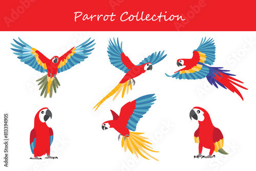 Parrot collection. Parrot in different poses. Vector illustration.