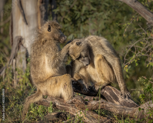 Two Chacma Baboons, cute but dangerous primates, grooming each other by looking for fleas or mites in the fur in this relational interaction on a branch in the Kruger National Park in South Africa.