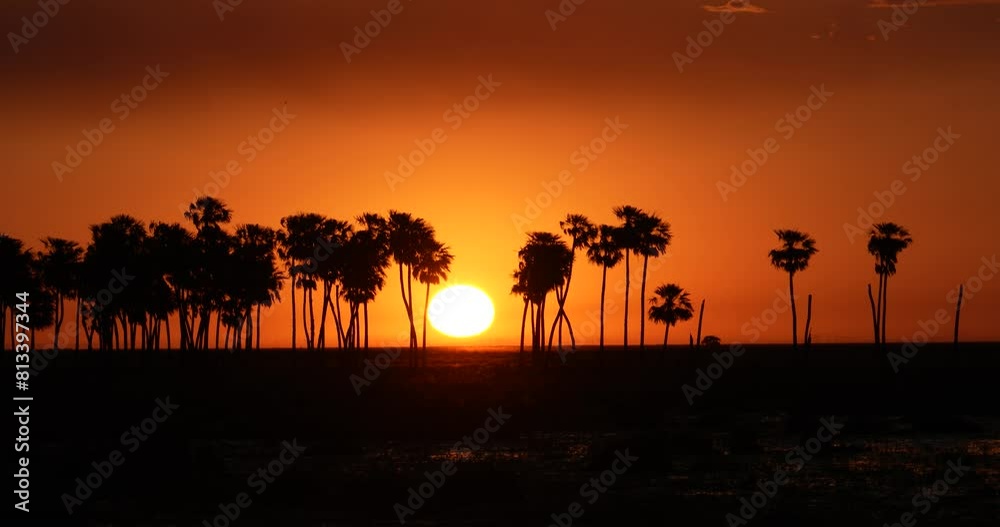 The sun setting behind the horizon on a tropical landscape among coconut trees, a romantic sunset theme. The sun setting behind the horizon on a tropical landscape among coconut trees, a romantic sunset theme.