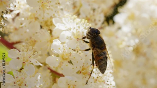 Hoverfly on white flower. Stripe-eyed Lagoon Fly (Eristalinus taeniops) sucking nectar from Red Tip Photinia (Photinia × fraseri) on sunny day in spring photo