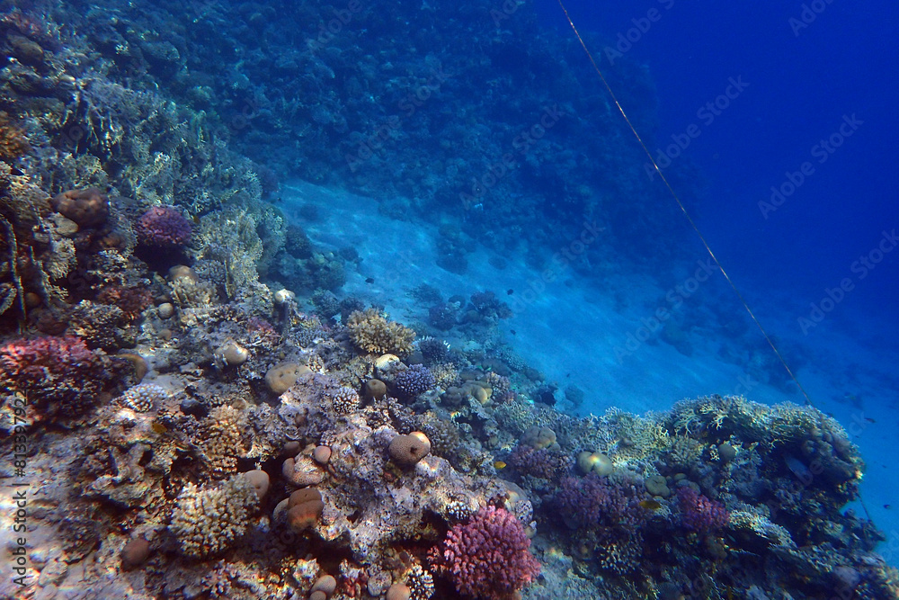 nice coral reef in the Egypt, Safaga nice coral reef in the Egypt, Safaga