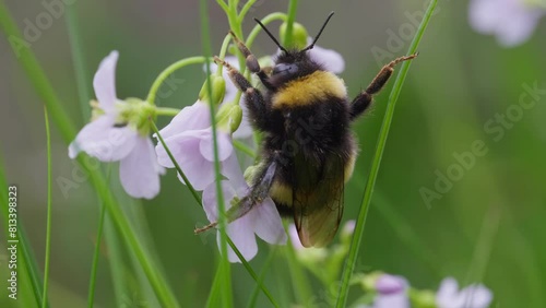 Fatiqued bumblebee holding on to cuckoo flower, closeup macro photo