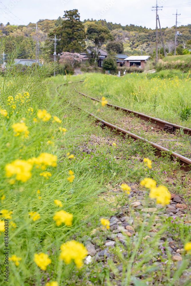 日本の田舎の風景、ローカル路線のカーブする単線線路と菜の花 日本の田舎の風景、ローカル路線のカーブする単線線路と菜の花