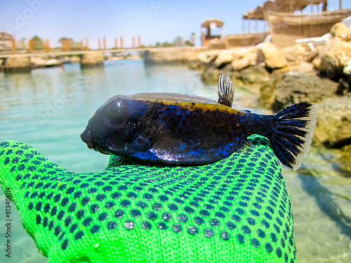 Body-cube or Ostracion cubicus on the hand. We caught a fish near the shore of the Red Sea. photo