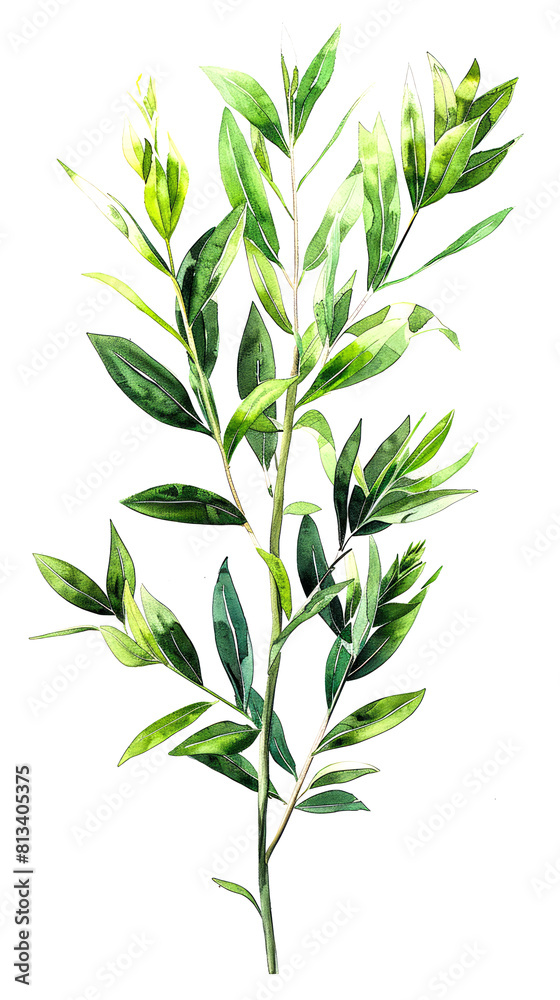 Obraz premium Eucalyptus branch with leaves. Watercolor botanical illustration