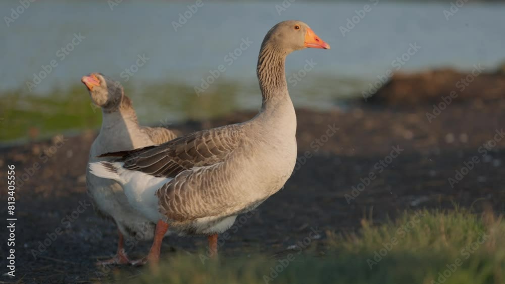 Close Up Domestic Grey Goose On Shore Of Lake In Countryside. Poultry Grazing Near Pond, Slow Motion Close Up Domestic Grey Goose On Shore Of Lake In Countryside. Poultry Grazing Near Pond, Slow Motion