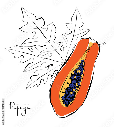 1488_Papaya fruit with leaf, colorful vector illustration