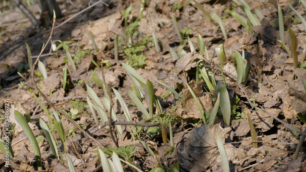 Obraz premium Southern Urals, young shoots of the wild tulip (Tulipa sylvestris) in the forest in spring.
