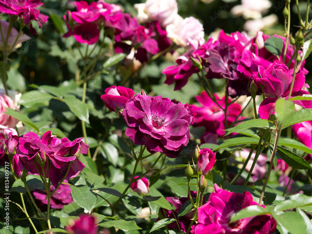 赤紫色の薔薇の花