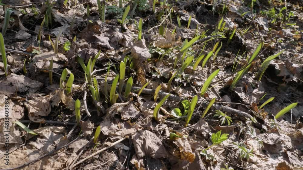 Southern Urals, young shoots of the wild tulip (Tulipa sylvestris) in the forest in spring. Southern Urals, young shoots of the wild tulip (Tulipa sylvestris) in the forest in spring.
