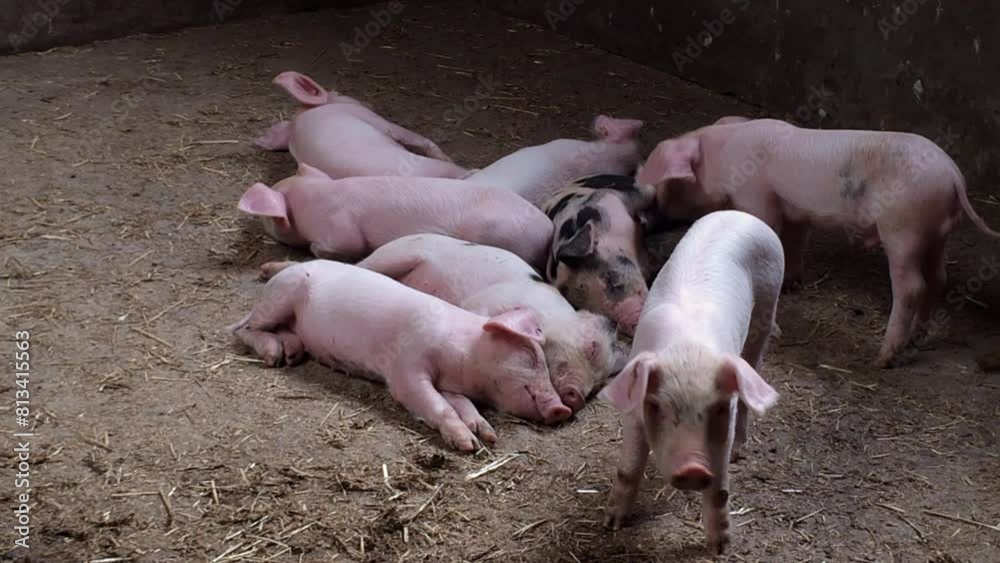 Animal husbandry. Breeding piglets. Pigs in a pen on a farm Animal husbandry. Breeding piglets. Pigs in a pen on a farm