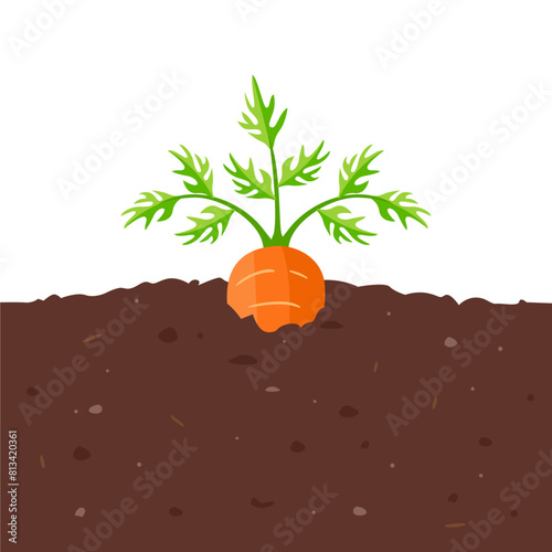 Carrot growing in garden. Vegetable in organic soil. Vector cartoon flat illustration.
