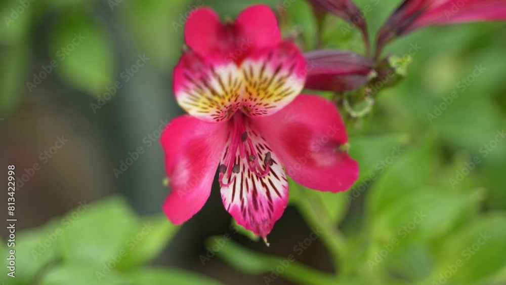 Orchids bloomed in the hilly areas Orchids bloomed in the hilly areas