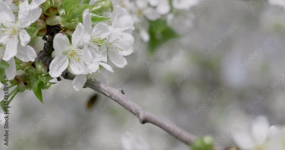 A wild bee collects pollen from the cherry blossom. A wild bee collects pollen from the cherry blossom.