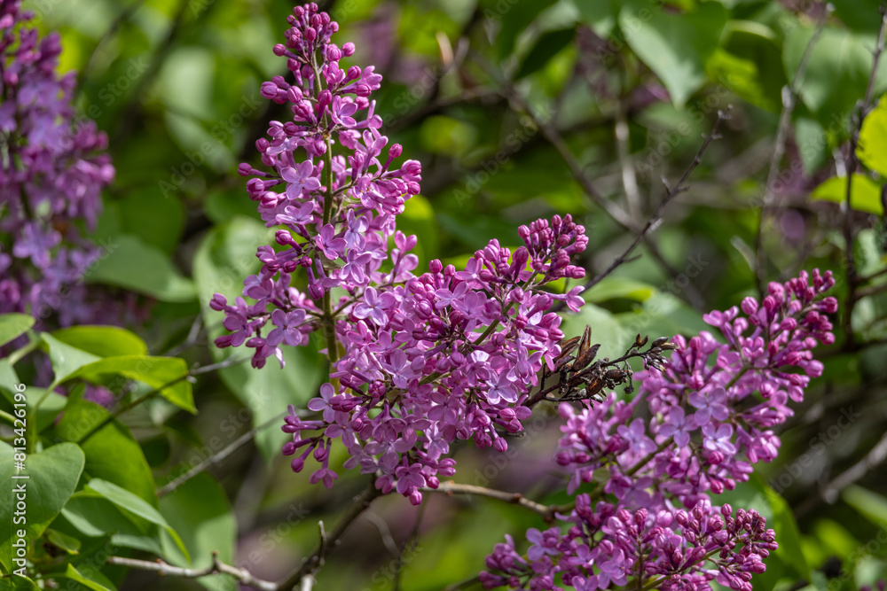 Full frame abstract texture background of flower blossoms and buds on a Persian lilac bush (syringa persica)