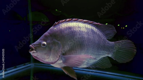 Live tilapia fish in a supermarket.fish for sale.Fresh live fish.