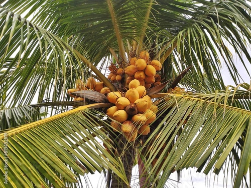 Yellow coconut cluster surrounded by palm fronds at the top of a tropical palm tree