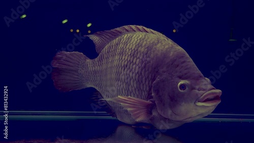 Live tilapia fish in a supermarket.fish for sale.Fresh live fish.