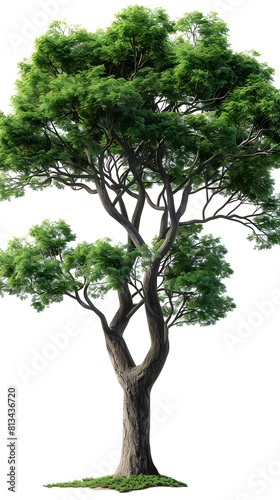 Wallpaper Mural Majestic Deciduous Tree in Lush Green Natural Environment Torontodigital.ca