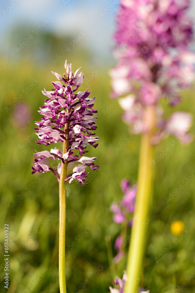 Detail of Military orchid flower blooming with pink and white blossom in fresh green meadows in April and May in the area of Strabisov-Oulehla in Czech Republic	