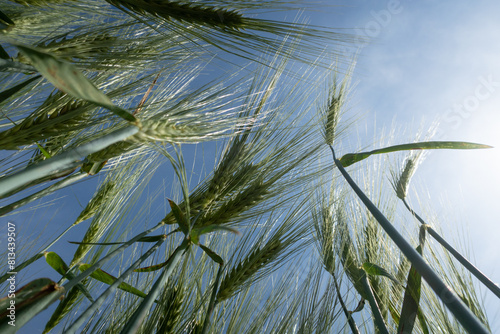 Obraz na płótnie Triticum Wheat w salonie