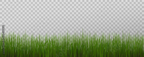Grass border, vector illustration. Vector grass, lawn. Grass png, lawn png. Green grass with sun glare.	
