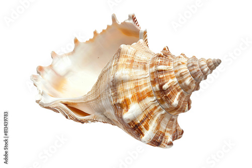 Close Up of a Sea Shell on White Background