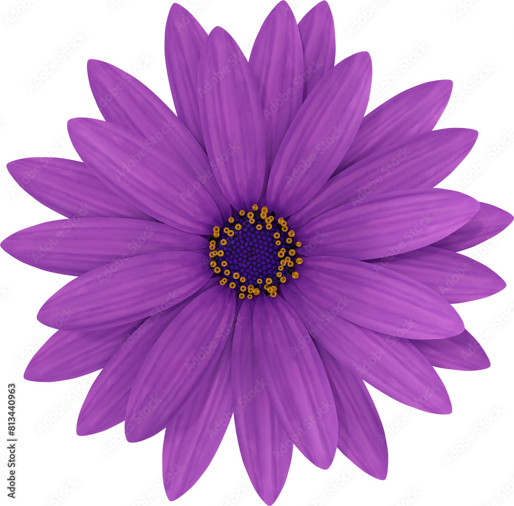 Obraz premium purple daisy flower